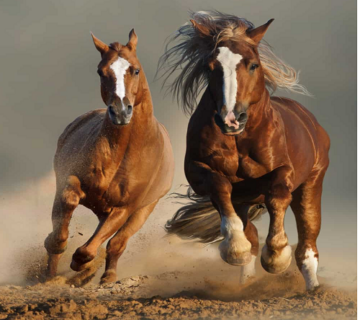 اسب شاخص